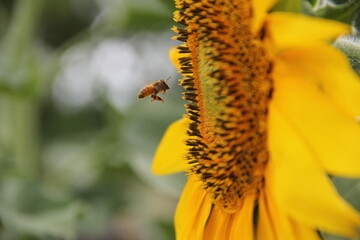 bee on a sunflower
