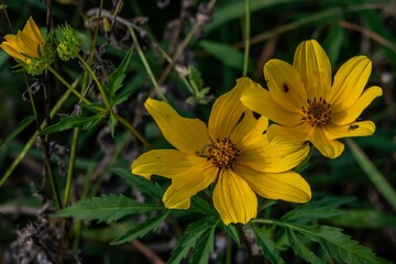 Wildflower With Insects, Richard M Nixon County Park, York County, Pennsylvania, USA