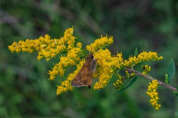 Skipper Butterfly On Goldenrod, Richard M Nixon County Park, York County, Pennsylvania, USA