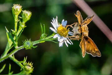 Small Skipper Butterfly On Aster, Richard M Nixon County Park, York County, Pennsylvania, USA