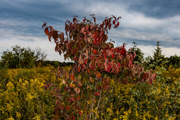 Early Autumn Foliage in the Upland Meadow, Richard M Nixon County Park, York County, Pennsylvania,...
