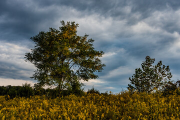 Upland Meadow at Sunset, Richard M Nixon County Park, York County, Pennsylvania, USA