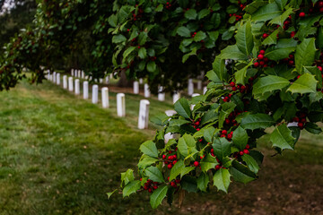 Holly and Gravestones, Gettysburg National Cemetery, Pennsylvania USA - obrazy, fototapety, plakaty