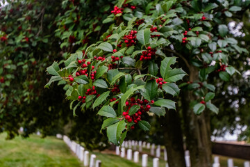 Holly Tree in Gettysburg National Cemetery, Pennsylvania USA - obrazy, fototapety, plakaty