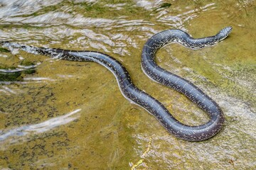 snake swimming in the river
