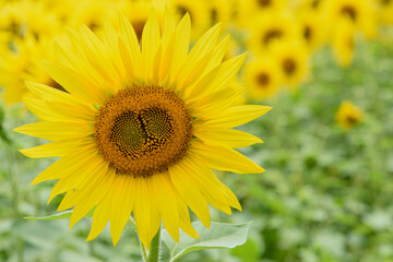 big bright yellow sunflower in the field. Large flowers of a sunflower in the sunlight. Yellow flowers on a farm field. Agriculture concept, organic products, good harvest. Growing seeds for oil.