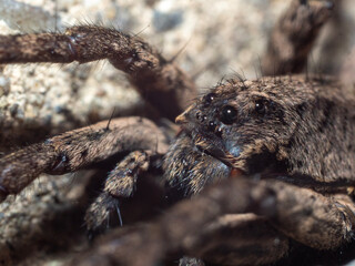 Spider