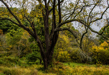 Fototapeta na wymiar Autumn At Valley Forge National Historical Park, Pennsylvania USA