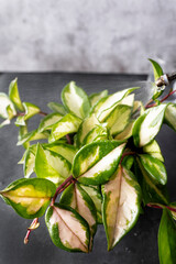 Crimson queen or hoya carnosa tricolor, pet friendly climbing and hanging plant. Indoor plant photography