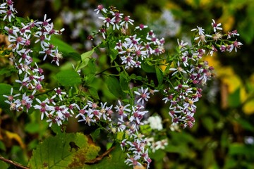 Wild Blue Asters, Valley Forge National Historical Park, Pennsylvania, USA