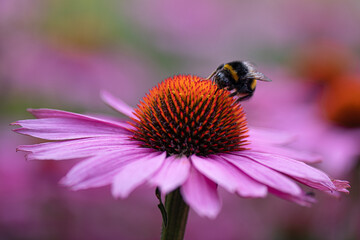 Bumble bee collecting pollen from an Echinacea