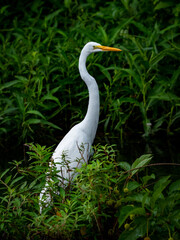 close-up of a snowy white egret standing in the marsh