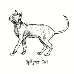 Sphynx Cat standing side view. Ink black and white doodle drawing in woodcut style.
