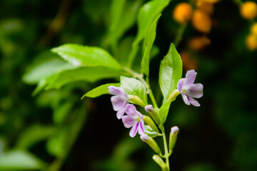 Lilac-Flowered Golden Dewdrop, Duranta. Ornamental tropical green vivid shrub with blurred background in Athens, Greece