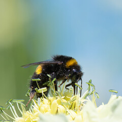 Bumble bee collecting pollen