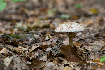 Macrolepiota procera. mushroom in autumn forest and dry leaves. Mushroom Parasol shooting out of the earth with a dry leaf. mushroom in the autumn forest. edible mushroom, white, nature close-up