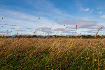 Fototapeta na wymiar Scotland Grass