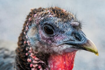 Noel The Pet Turkey, Heritage Rail Trail County Park, Seven Valleys, Pennsylvania, United States