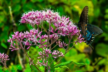 Black Swallowtail Butterfly on a Virginia Wildflower, Shenandoah National Park, Virginia, USA