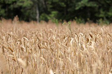 golden ripe wheat in the farm field	
