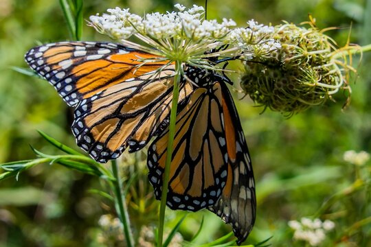 Monarch Butterfly on Daucus Carota, Richard M Nixon County Park, York County, Pennsylvania, USA