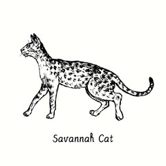 Savannah Cat standing side view. Ink black and white doodle drawing in woodcut style.