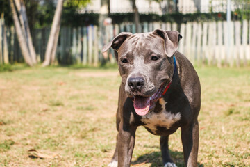 Pit bull dog playing and having fun in the park. Selective focus.