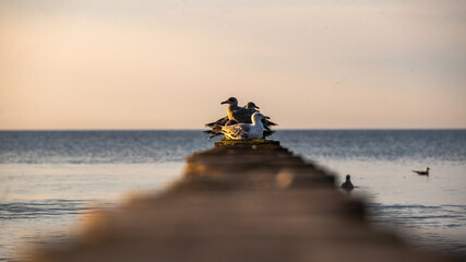 seagulls perched on the breakwater at sunset