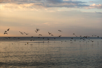 a flock of gulls flying in the background of the sunset sky over the sea