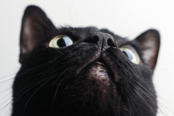 detail of black cat's nose very close to the camera - Powered by Adobe