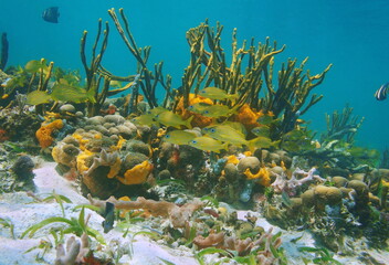 Fototapeta na wymiar Tropical fish on a colorful coral reef with sea sponges underwater Caribbean sea, Mexico