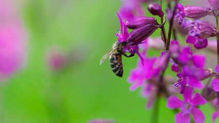 bee on a flower. European bee collects nectar on a pink meadow flower Viscaria vulgaris. honey bee, insect macro. natural green background, close-up, place for text. spring or summer day. insects