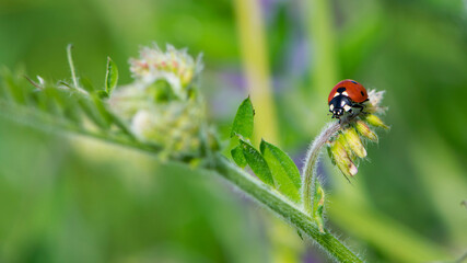 Coccinellidae is a widespread, Ladybird beetle, ladybugs. red beetle with black dots. insects in the wild. natural background. macro nature. ladybug sitting on a meadow plant