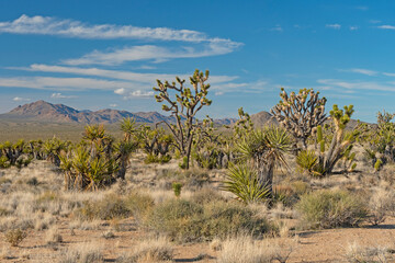 Botanical Display in the Desert
