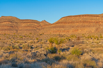 Evening Glow in the Desert