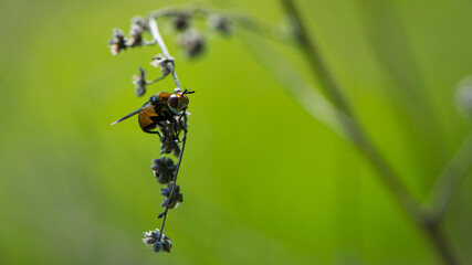 close-up of a fly sitting on a dry twig. fly sits on a dry plant, colorful insect, macro...