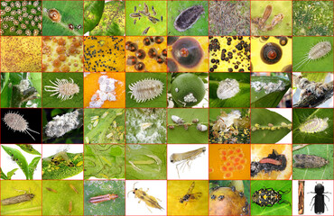 Citrus Pests. Main citrus insect pests in the Mediterranean region