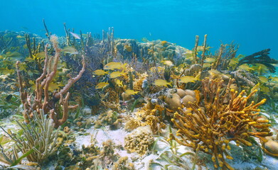 Underwater seascape, colorful coral reef with tropical fish and sea sponges, Caribbean