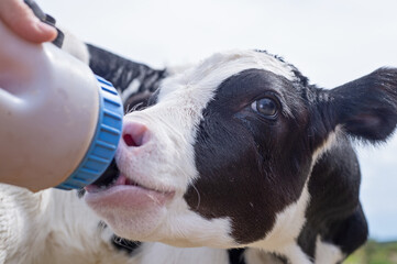 portrait of cute   little holshtain calf   eating  near  hay. nursery on a farm. close up © anakondasp