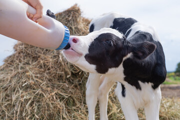 portrait of cute   little holshtain calf   eating  near  hay. nursery on a farm. rural life © anakondasp