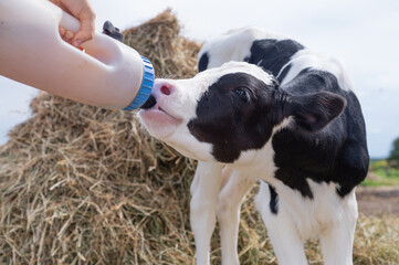 portrait of cute   little holshtain calf   eating  near  hay. nursery on a farm. rural life