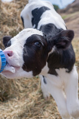 portrait of cute   little holshtain calf   eating  near  hay. nursery on a farm. close up © anakondasp