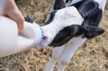 portrait of cute   little holshtain calf   eating  near  hay. nursery on a farm. close up © anakondasp