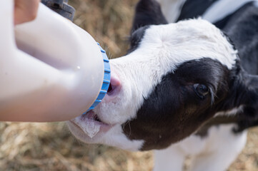  cute   little calf   eating  near  hay. nursery on a farm. rural life. close up