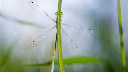 Coenagrion pulchellum. a dragonfly hiding behind the grass. small blue dragonfly on a field plant. big green eyes. autumn or summer background. small predator. macro nature, insect close-up.