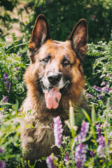 Alsatian Wolf Dog Sitting In Green Summer Meadow Grass With Purple Blooming Flowers. Brown German Shepherd Dog Close Up Portrait