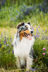 Funny Red And White Australian Shepherd Dog Sitting In Green Grass With Purple Blooming Flowers. Aussie Is A Medium-sized Breed Of Dog That Was Developed On Ranches In The Western United States