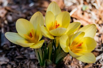 Yellow Crocus on a Warm Spring Day, York County, Pennsylvania, USA