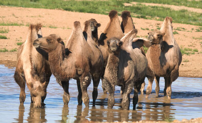 A herd of camels standing in the water