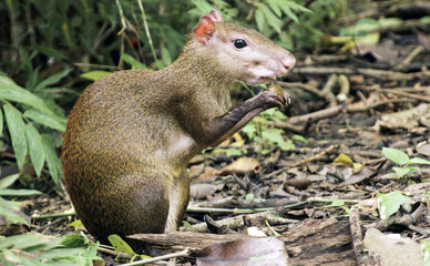 Agouti on a background of green foliage